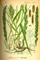 Preview: Quecke Wurzel bio